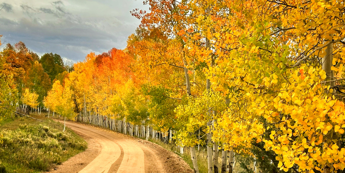 Autumn trees with turning leaves lining a dirt road.